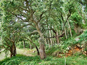 Mediterranean Forests, Woodlands, And Scrub