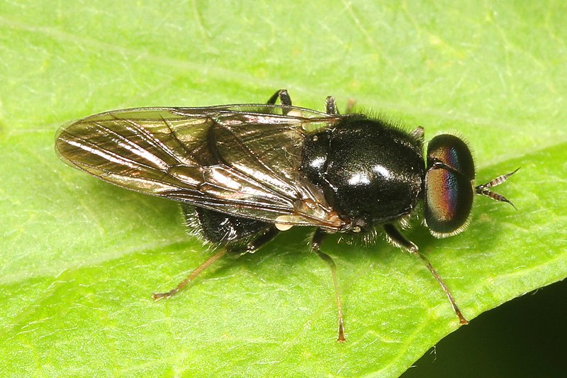 File:Soldier Fly - Adoxomyia subulata, Meadowood Farm SRMA, Mason Neck, Virginia.jpg