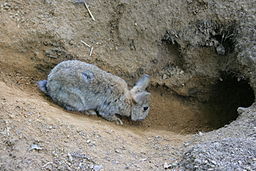 Solingen - Fauna - Oryctolagus cuniculus 01 ies