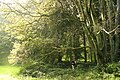 Sorbus aria in Tervuren arboretum Belgium