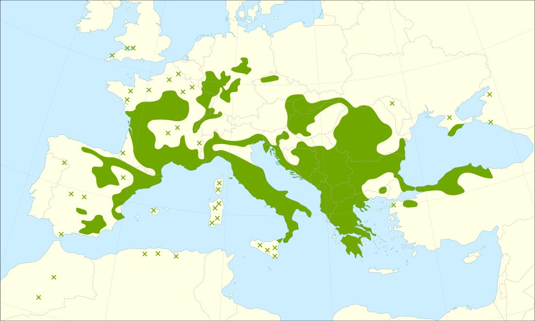 File:Sorbus domestica range.svg