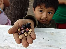 A farmer's son holding out seeds South Central Farm 1.jpg