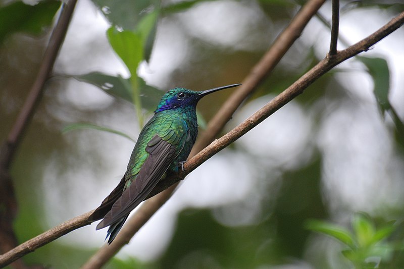 File:Sparkling Violet-ear (Colibri coruscans) 313198719.jpg