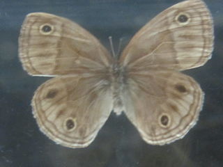 <i>Palaeonympha</i> Genus of butterflies