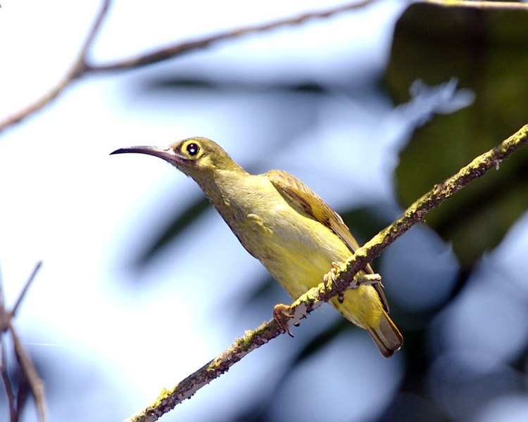 File:Spectacled Spiderhunter (Arachnothera flavigaster) - Flickr - Lip Kee.jpg