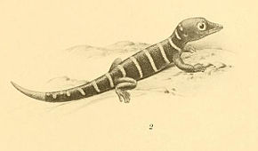 Bildebeskrivelse Sphaerodactylus elegantulus 01-Barbour 1921.jpg.