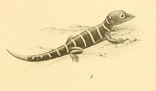 <span class="mw-page-title-main">Antigua least gecko</span> Species of lizard