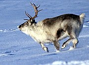 spitsbergen Reindeer01.Jpg”的全域用途