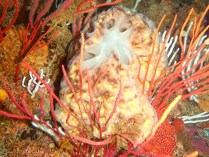 File:Sponge at Middle Bank P2277198.JPG