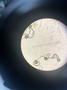 In the photo, there are spores and elaters of a rough horsetail plant. Spores are visible as green, round dots, elaters are clear and curly. The photo has a black border due to being taken through a microscope with a phone camera.