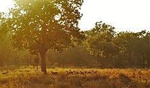 Spotted deer grazing under the tree in afternoon sun.jpg