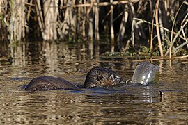 Spotted necked otter, Hydrictis maculicollis, at Marievale playing with a plastic bottle like a dog plays with a ball. (27806083477).jpg