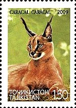 Miniatuur voor Bestand:Stamp of Tajikistan - 2009 - Colnect 421852 - Carakal Caracal caracal.jpeg