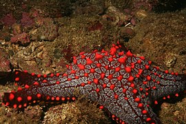 Starfish - Pacific coast of Panama.jpg
