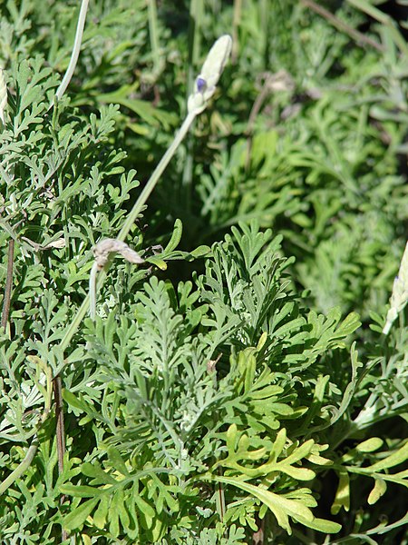 File:Starr-080103-1280-Lavandula multifida-habit-Lowes Garden Center Kahului-Maui (24275063563).jpg