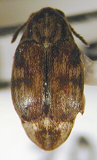 <i>Algarobius bottimeri</i> Species of beetle