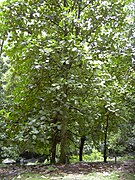 Marang (A. odoratissimus) is in the Artocarpus subgenus.