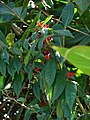 Starr 070306-5223 Clerodendrum indicum.jpg