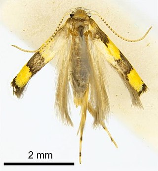 <i>Stathmopoda trichrysa</i> Species of moth