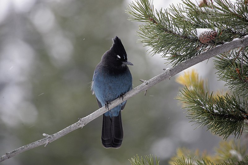 File:Steller's Jay (8262621536).jpg