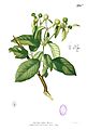 Stephegyne diversifolia Blanco1.131b.jpg
