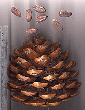 Stone pine cone with nuts – note two nuts under each cone scale