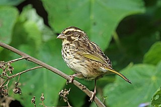 <span class="mw-page-title-main">Streaky seedeater</span> Species of bird