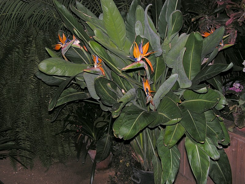 File:Strelitzia reginae20140104 014.jpg