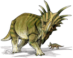 Reconstitution d'un Styracosaurus, dinosaure herbivore du Crétacé. (définition réelle 1 906 × 1 531)