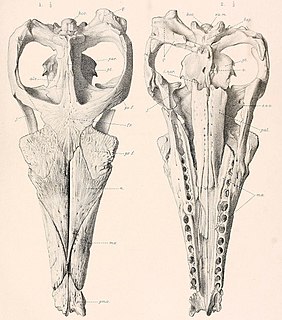 <i>Suchodus</i> Extinct genus of reptiles