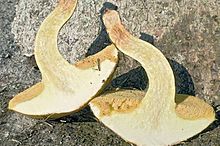 Bisected fruit body Suillus bovinus 187483.jpg