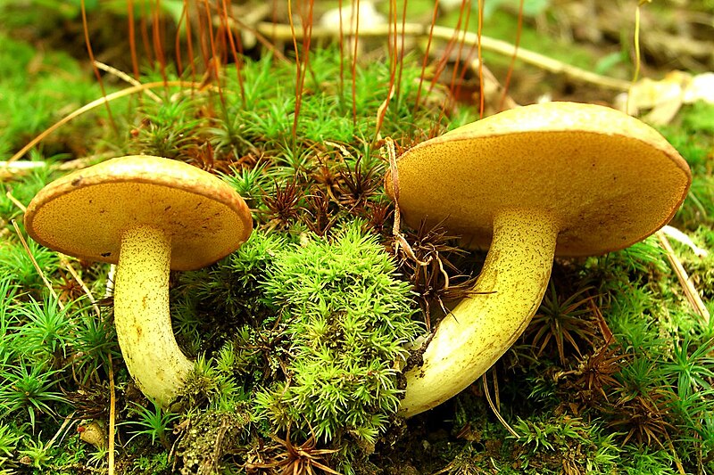 File:Suillus subaureus downside.jpg