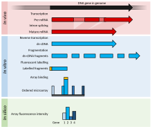 Examples of levels of application of microarrays. Within the organisms, genes are transcribed and spliced to produce mature mRNA transcripts (red). The mRNA is extracted from the organism and reverse transcriptase is used to copy the mRNA into stable ds-cDNA (blue). In microarrays, the ds-cDNA is fragmented and fluorescently labelled (orange). The labelled fragments bind to an ordered array of complementary oligonucleotides, and measurement of fluorescent intensity across the array indicates the abundance of a predetermined set of sequences. These sequences are typically specifically chosen to report on genes of interest within the organism's genome. Summary of RNA Microarray.svg