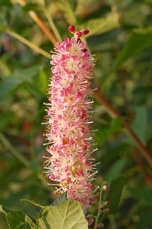 Clethra alnifolia 'Ruby spice' Summersweet Clethra Clethra alnifolia 'Ruby spice' Flower 2000px.jpg