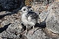 Jeune mouette à queue fourchue