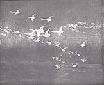 Swan Flight 1893 Фрэнк Уэстон Бенсон.jpg