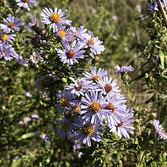 <i>Symphyotrichum praealtum</i> A flowering plant in the family Asteraceae native to central and eastern North America