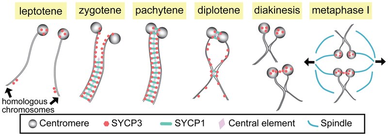 File:Synapsis and centromere pairing in mouse spermatocytes.tif