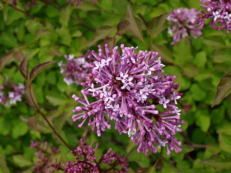 File:Syringa 6 (Poltava Botanical garden).jpg