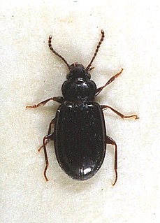<i>Tachyta</i> Genus of beetles