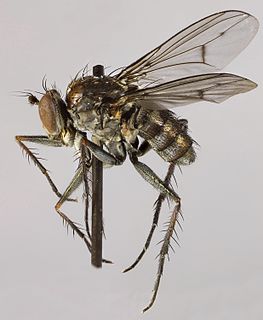 <i>Tachytrechus notatus</i> Species of fly