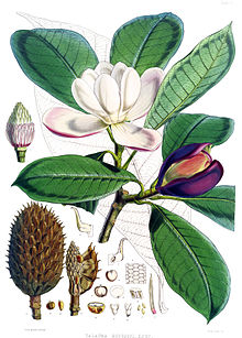 Magnolias gigantes sobre paño de terciopelo - Wikipedia, la enciclopedia  libre