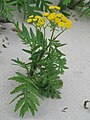 * Nomination: Tansy (Tanacetum vulgare) --Robert Flogaus-Faust 14:05, 10 May 2024 (UTC) * * Review needed