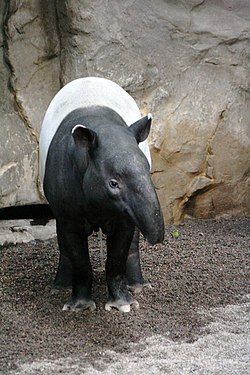Tapir001.jpg