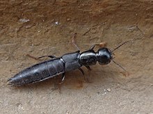 Tasgius ater Tasgius ater 01.JPG