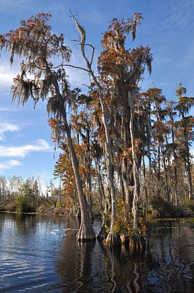 Taxodium ascendens, Okefenokee Swamp, Georgia (USA)