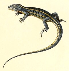 Description de l'image Teius oculatus 1847 - cropping.jpg.