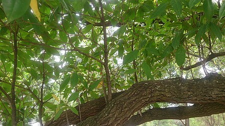 ไฟล์:Tembusu Tree (Cyrtophyllum fragrans) 3.jpg