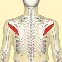 Teres minor muscle back3.png