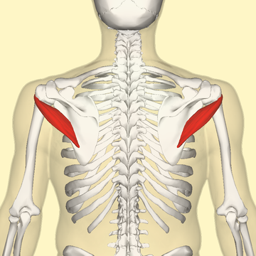 Teres minor muscle